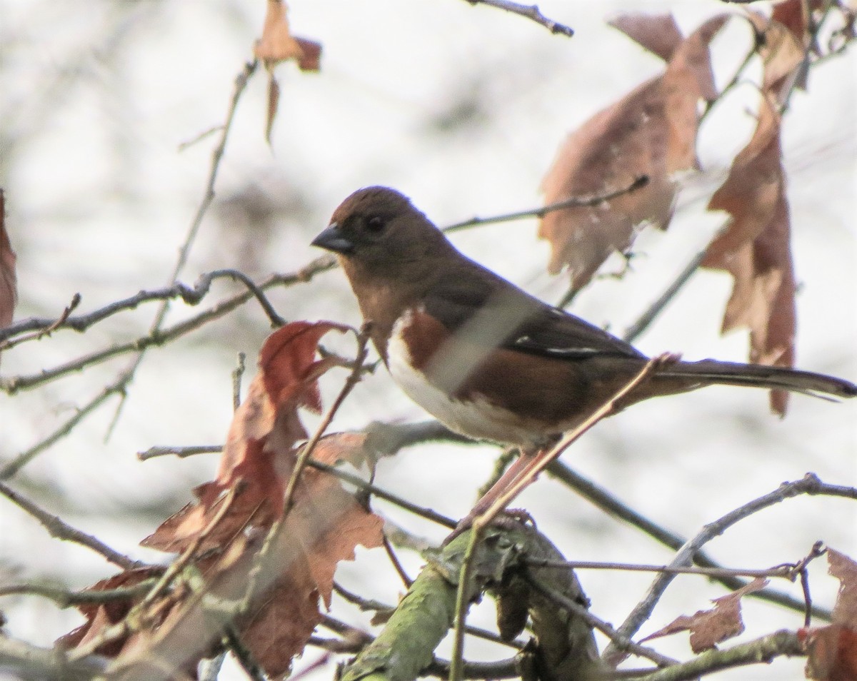Eastern Towhee - ML67493541