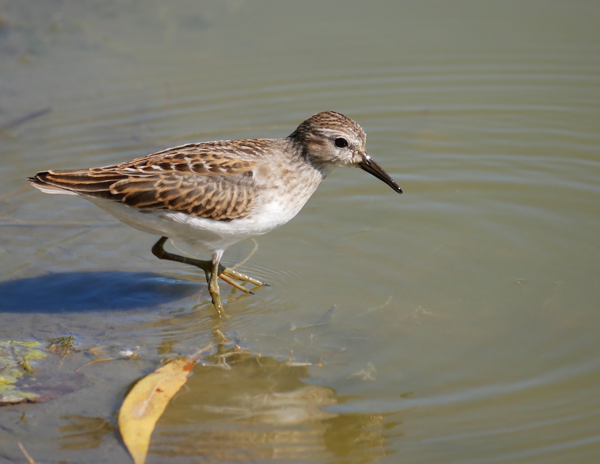 Least Sandpiper - ML67494051