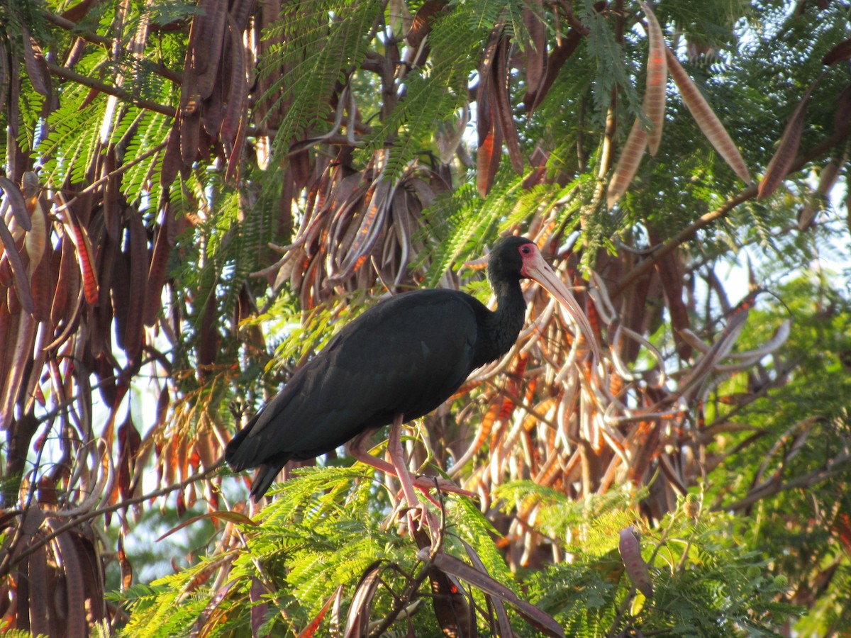 Bare-faced Ibis - ML67494061