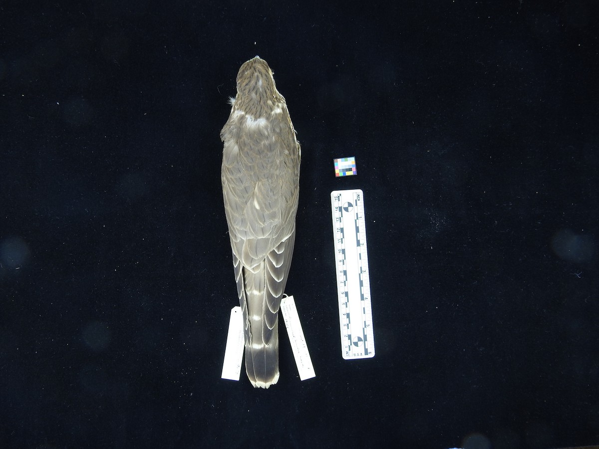Merlin - ML67494321