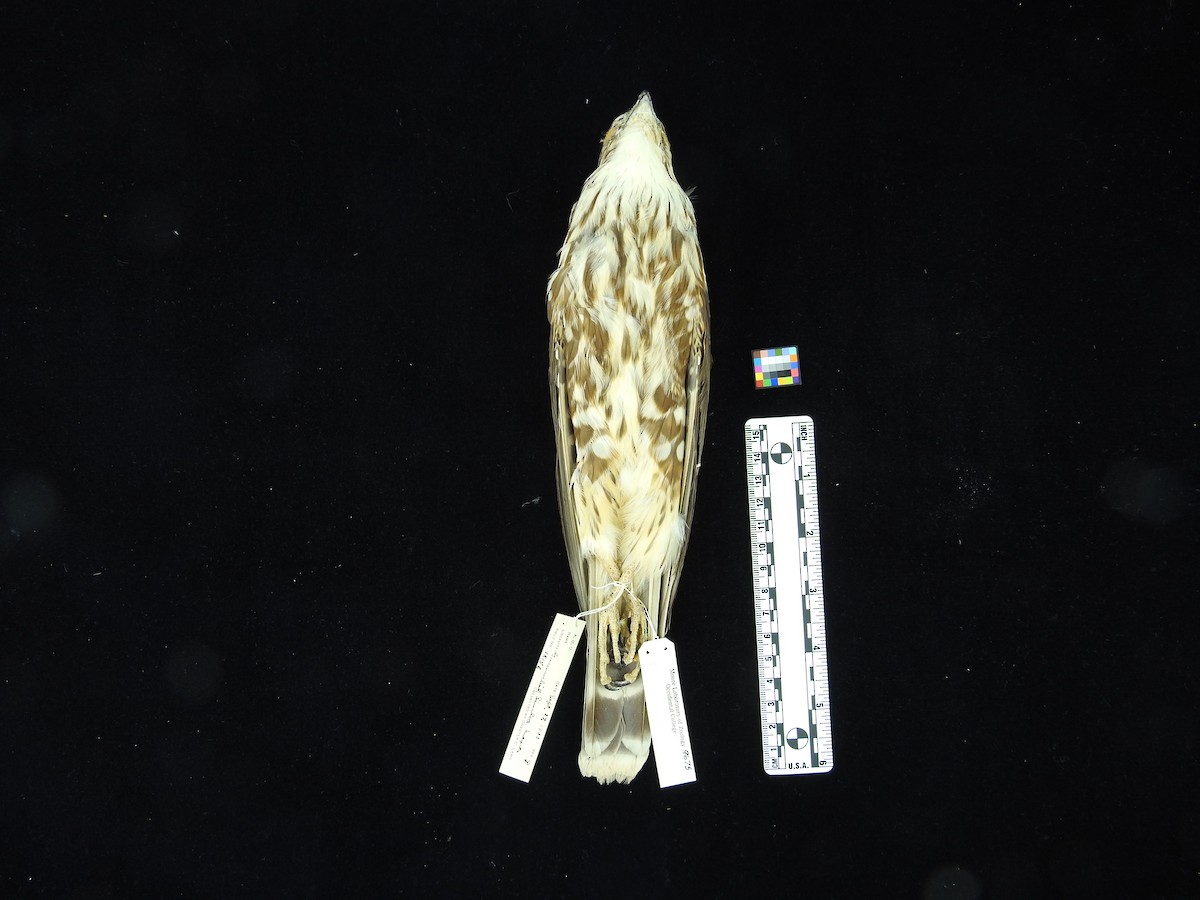 Merlin - ML67494341