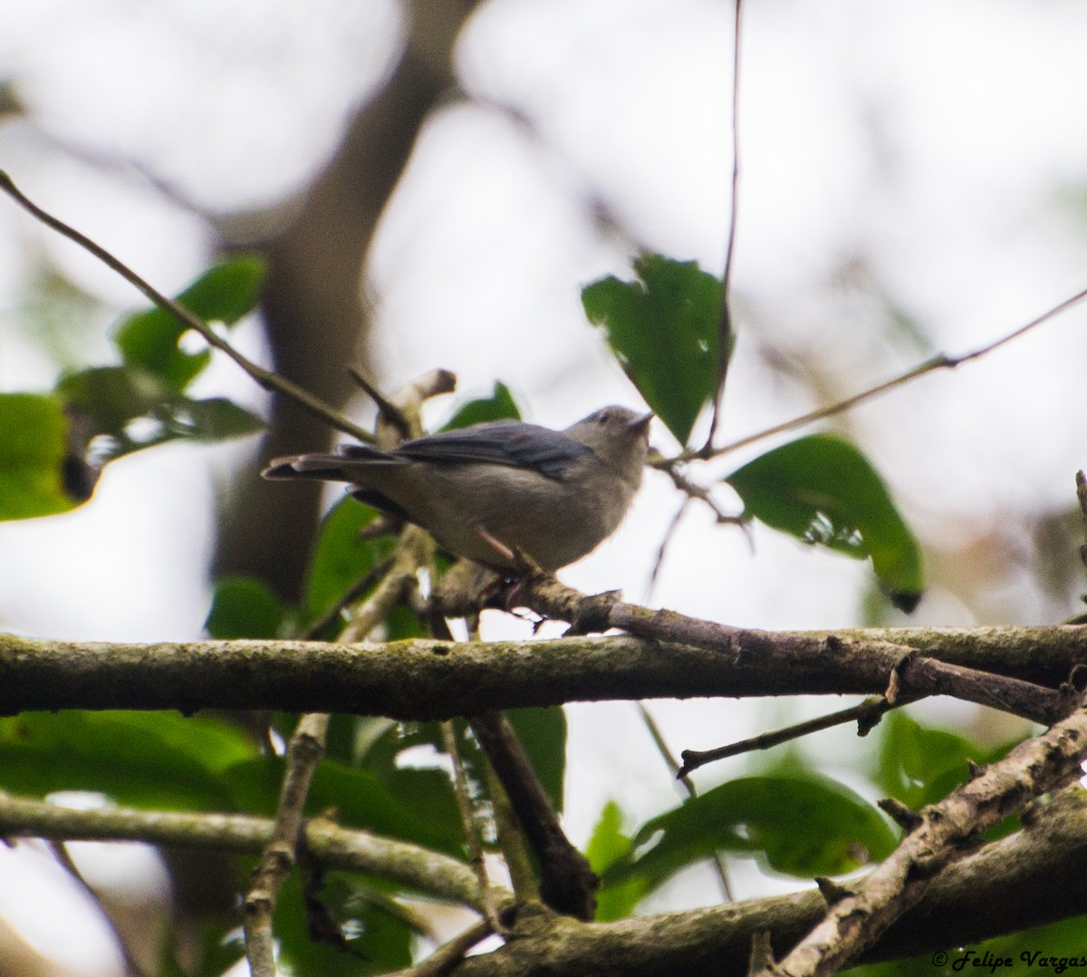 Bicolored Conebill - ML67494941