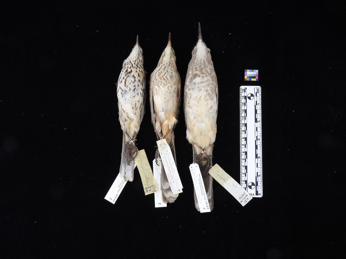 Bendire's Thrasher - ML67496161
