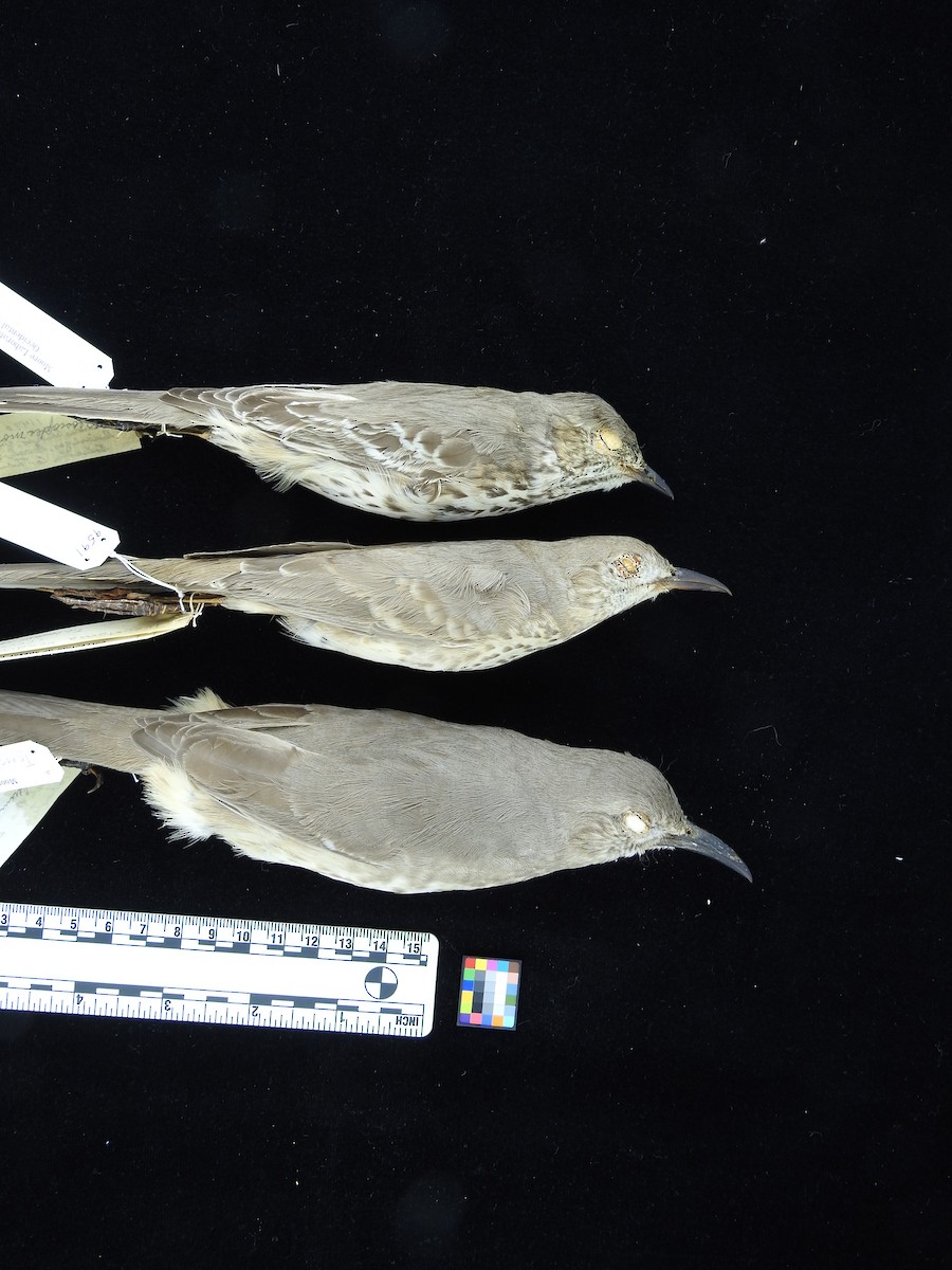 Bendire's Thrasher - ML67496171
