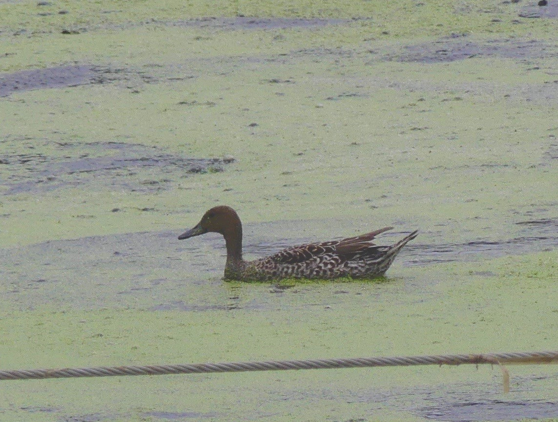 Northern Pintail - David Moulton