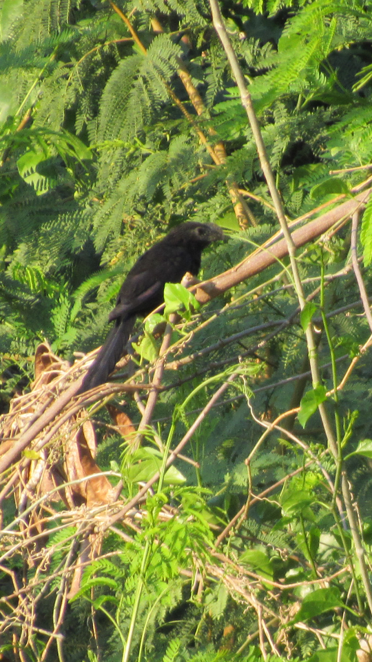 Smooth-billed Ani - ML67497171