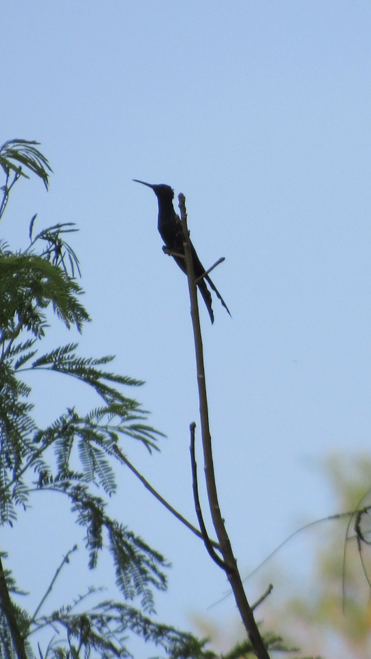 Swallow-tailed Hummingbird - ML67497241