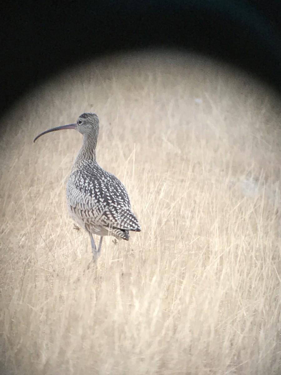 Long-billed Curlew - ML67497401