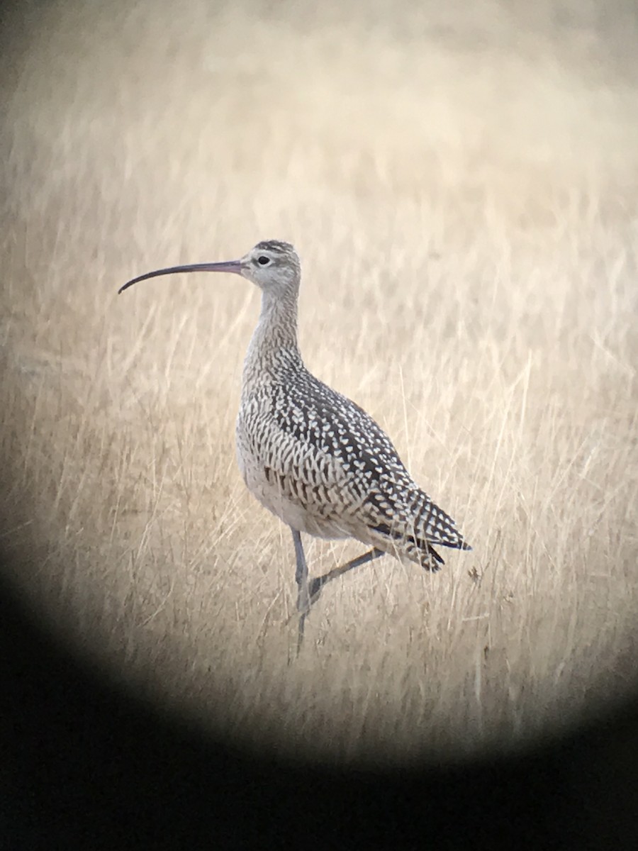 Long-billed Curlew - ML67497421
