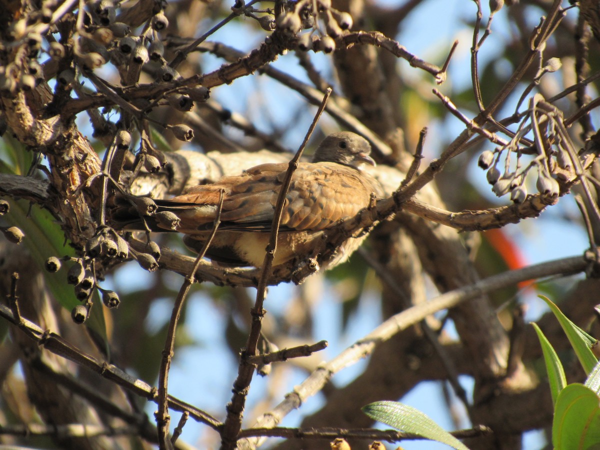 Ruddy Ground Dove - Spencer Follett