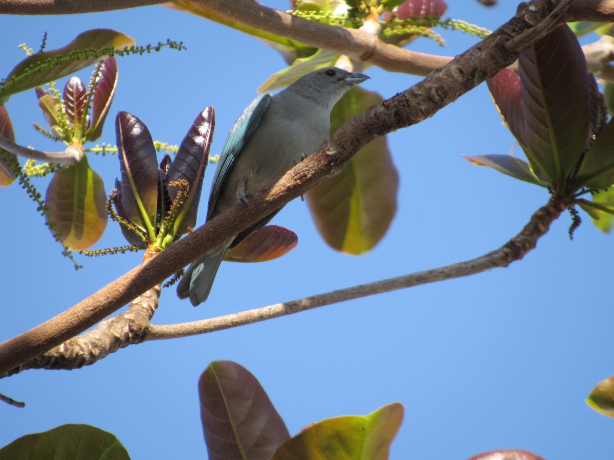 Sayaca Tanager - ML67500361