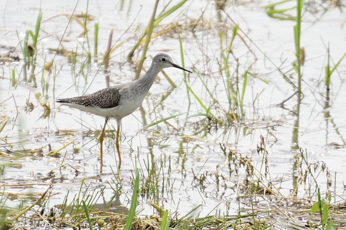 Lesser Yellowlegs - ML67502381