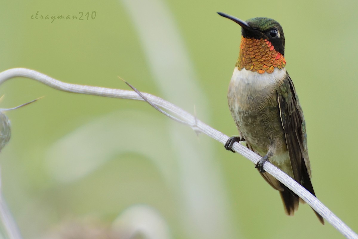 Colibri à gorge rubis - ML67503501