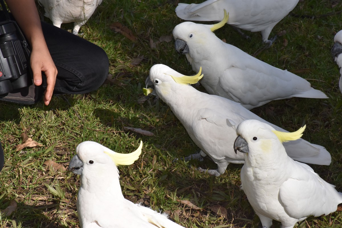 Sulphur-crested Cockatoo - David Wheeler