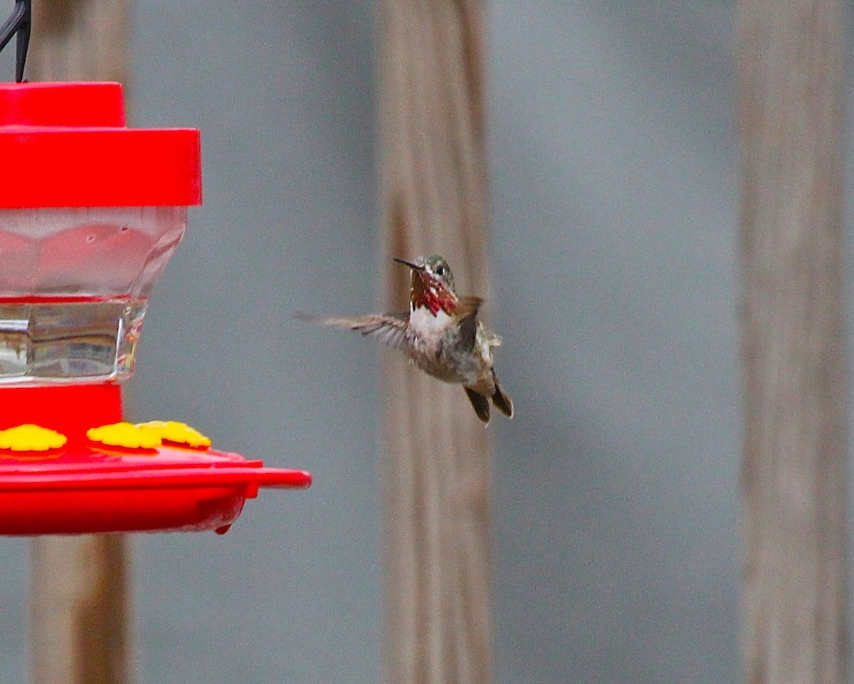 Calliope Hummingbird - Rod MacKenzie