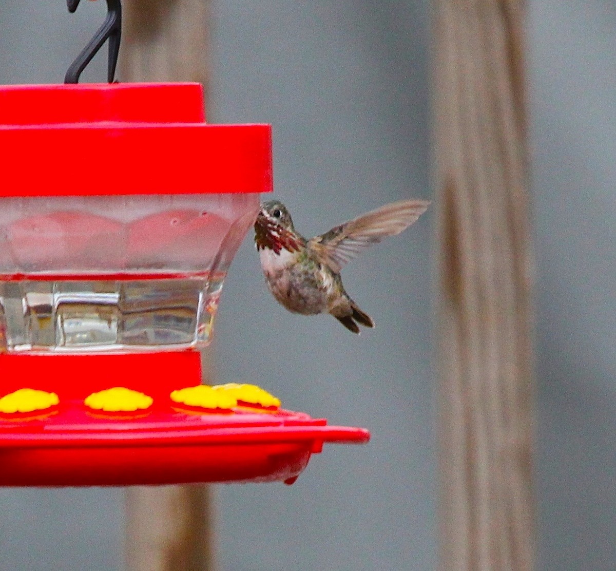 Calliope Hummingbird - Rod MacKenzie