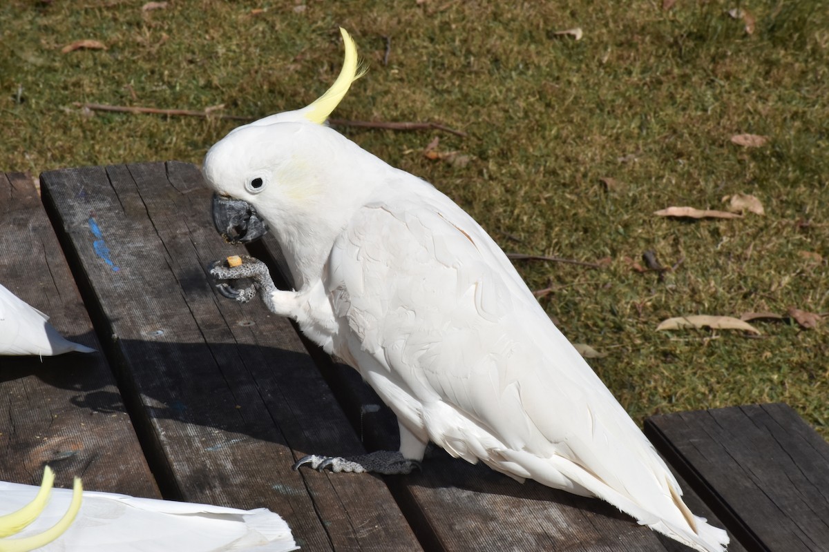 Sulphur-crested Cockatoo - David Wheeler