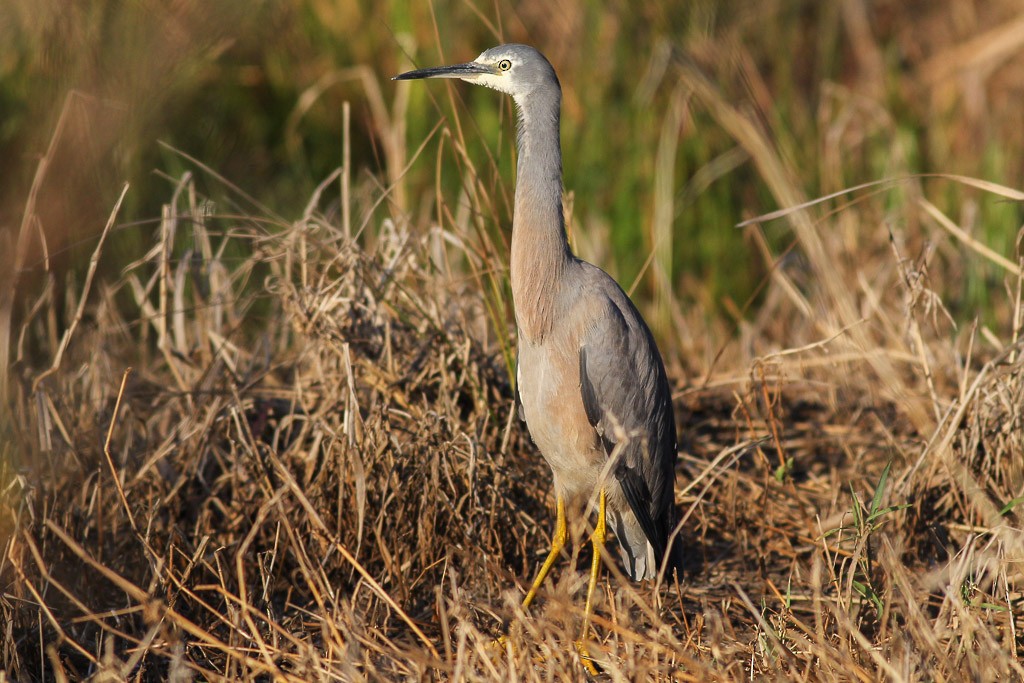 White-faced Heron - ML67507321