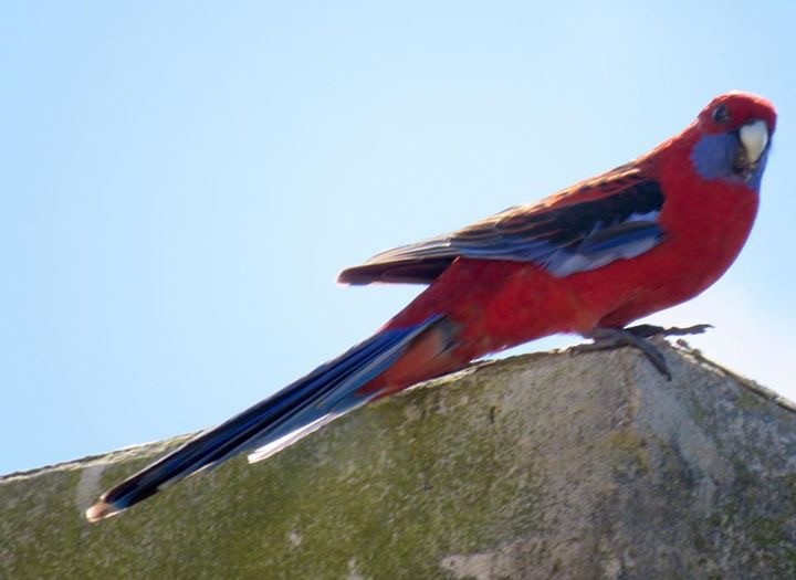 Crimson Rosella - Lissa Ryan