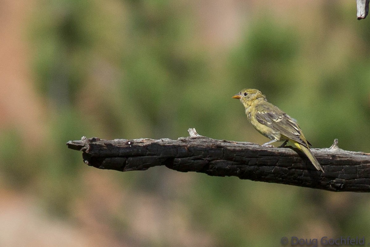 Western Tanager - ML67508991
