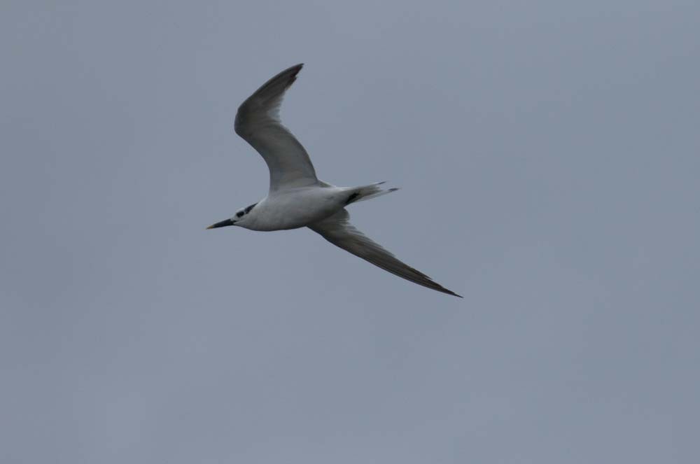 Sandwich Tern - ML67510651