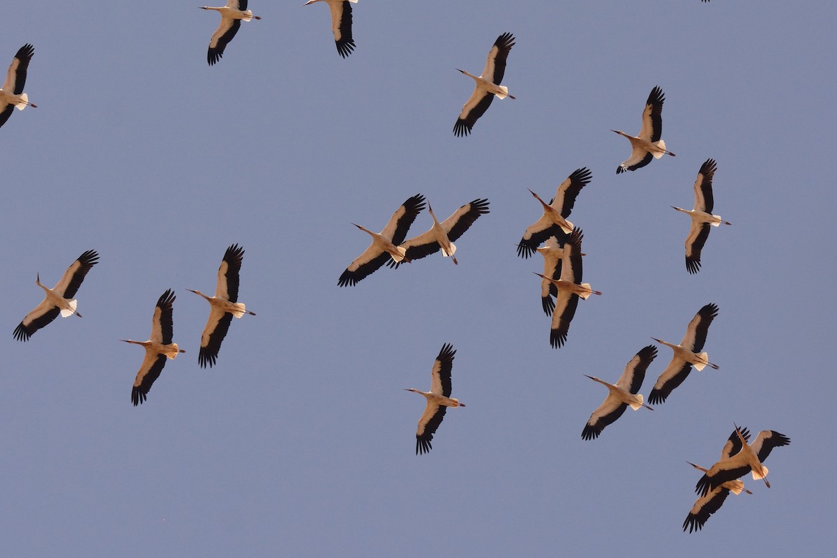 White Stork - Richard Gray