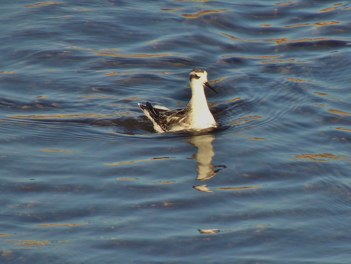 Red-necked Phalarope - ML67513141