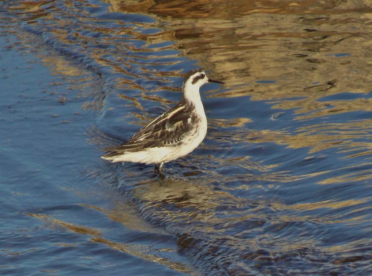 Red-necked Phalarope - ML67513161