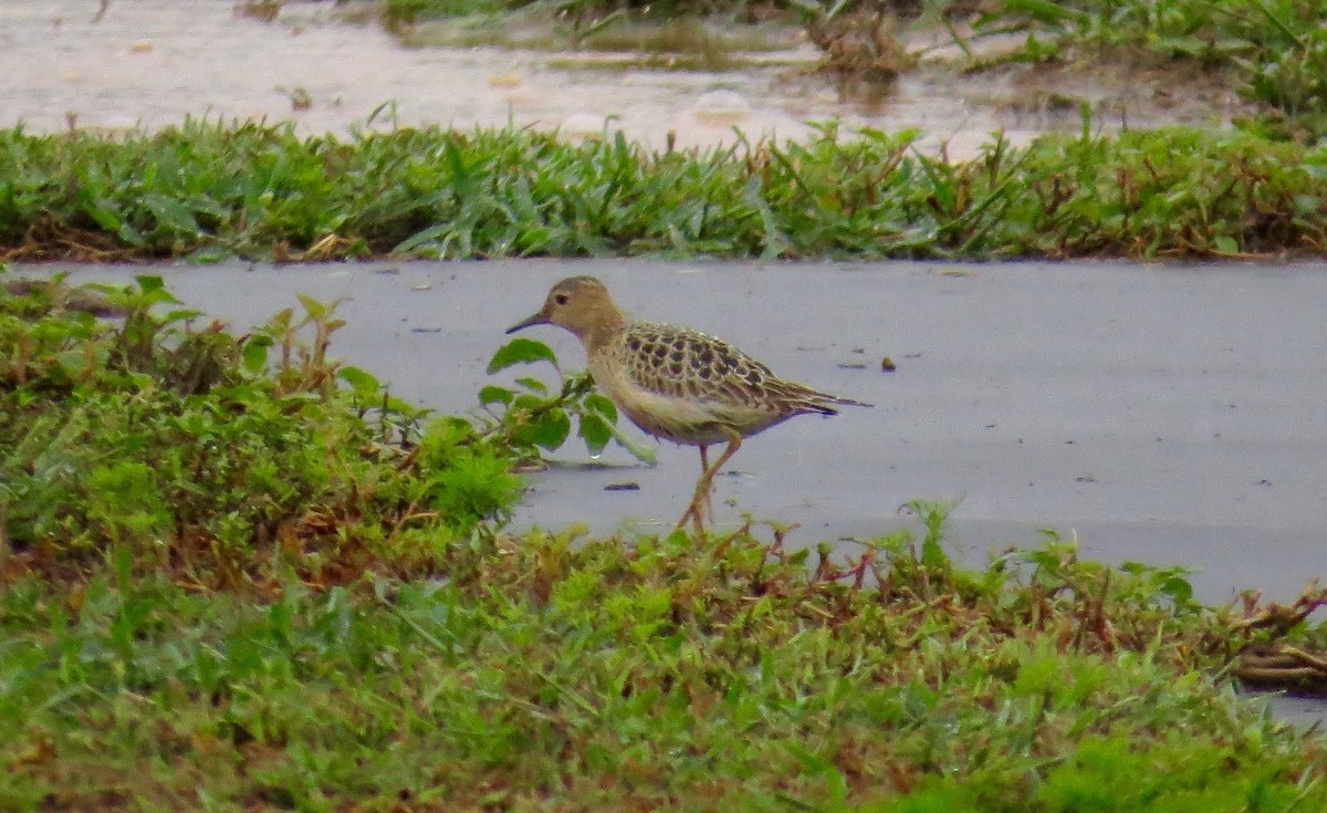 Buff-breasted Sandpiper - ML67513301