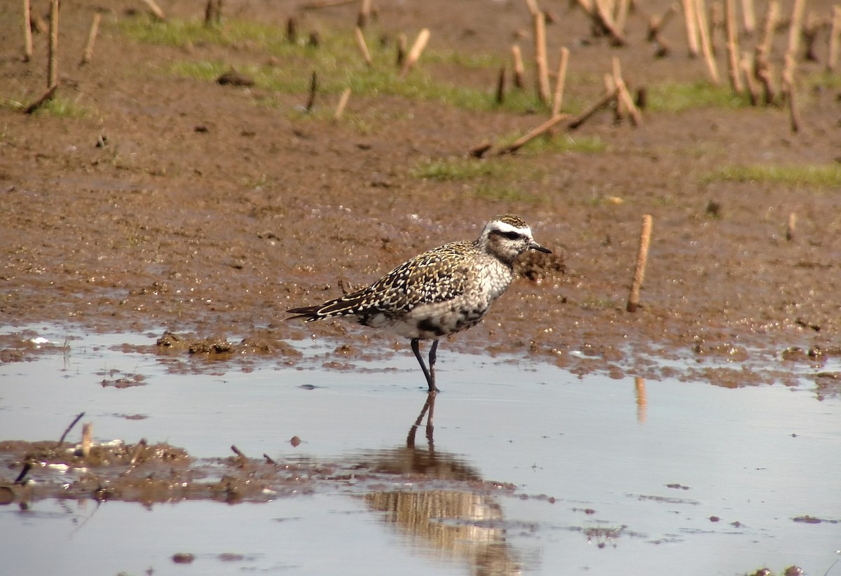 American Golden-Plover - David Nicosia