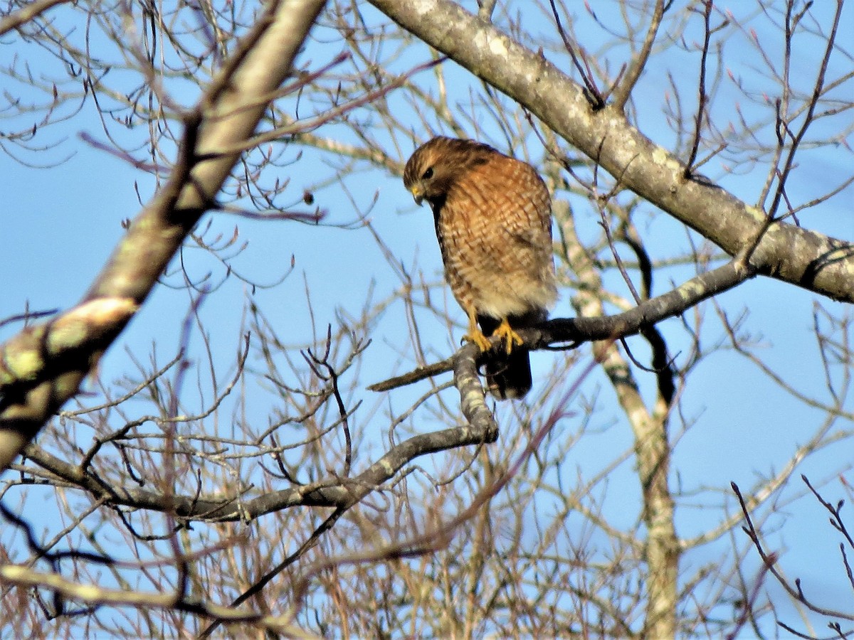 Red-shouldered Hawk - ML67515001