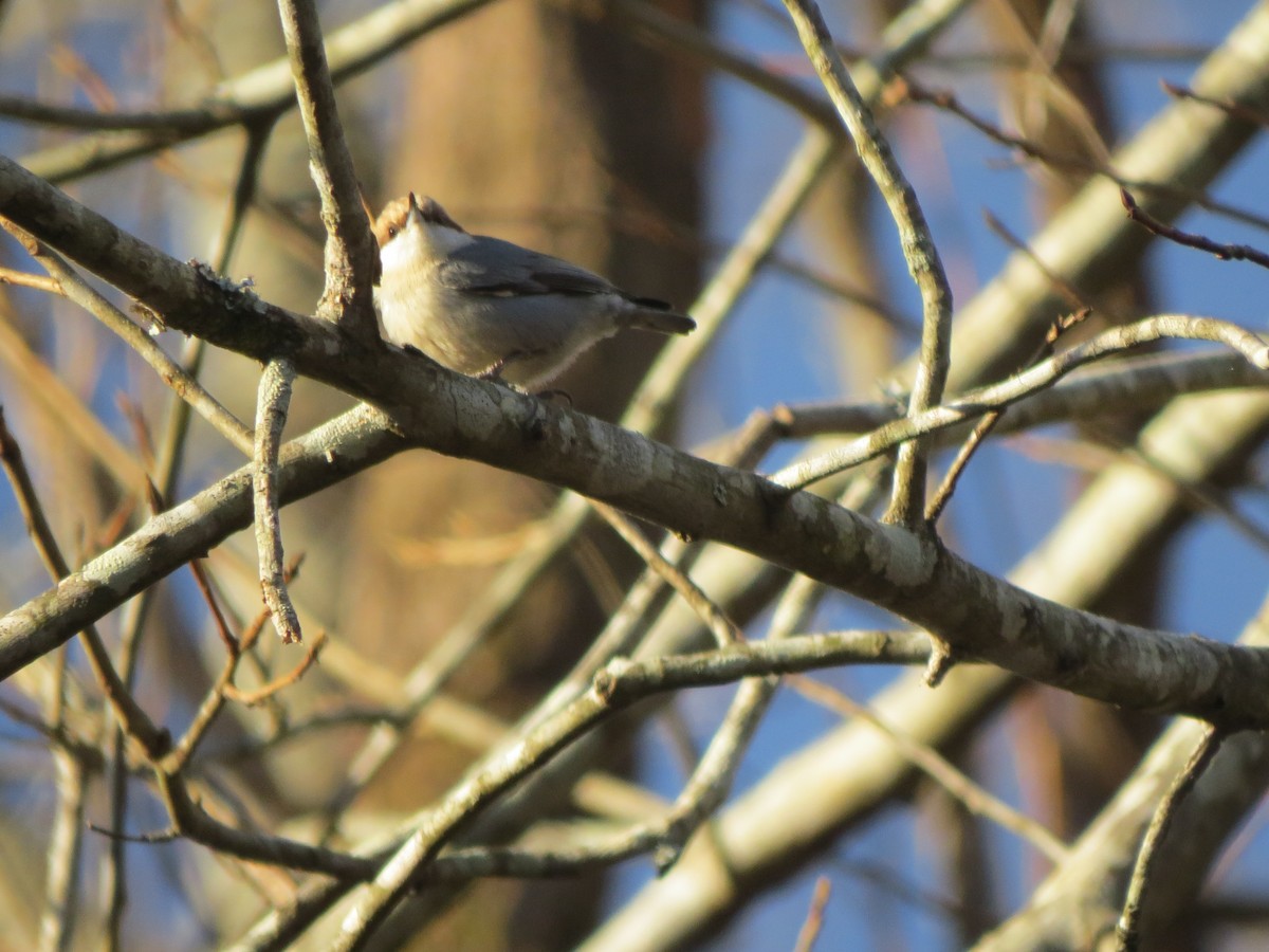 Brown-headed Nuthatch - ML67515111