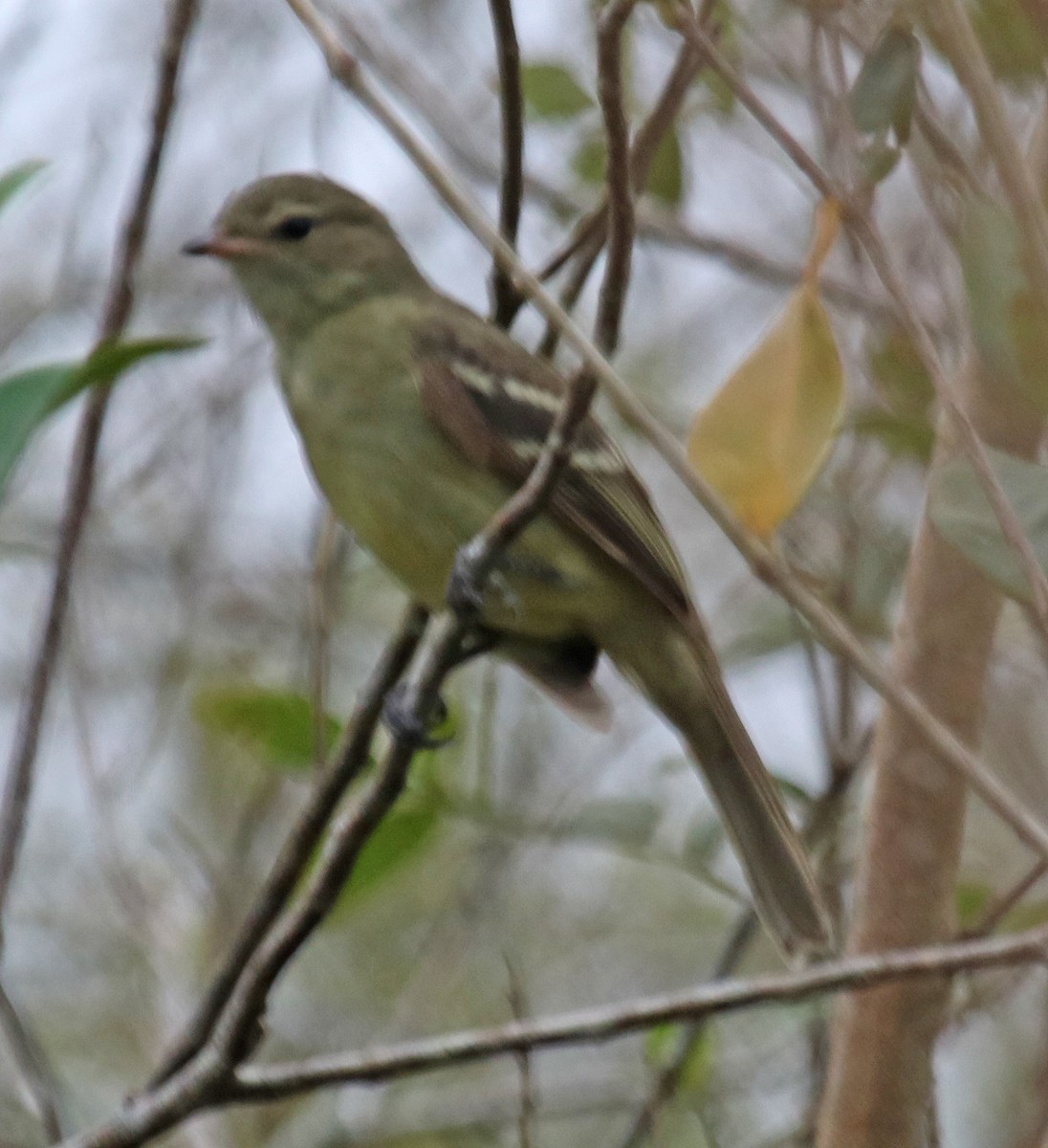 Small-headed Elaenia - Joe Grzybowski