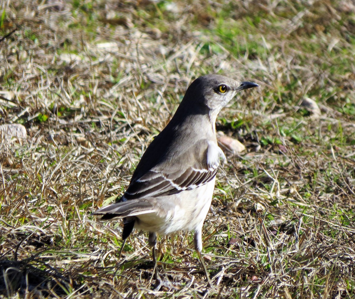 Northern Mockingbird - ML67515571