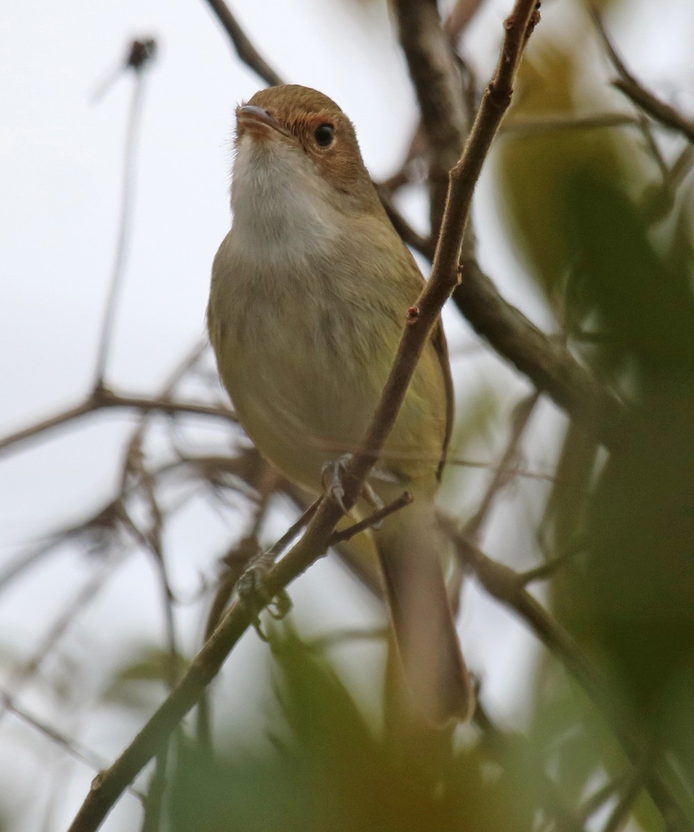 Fulvous-crowned Scrub-Tyrant - ML67515691