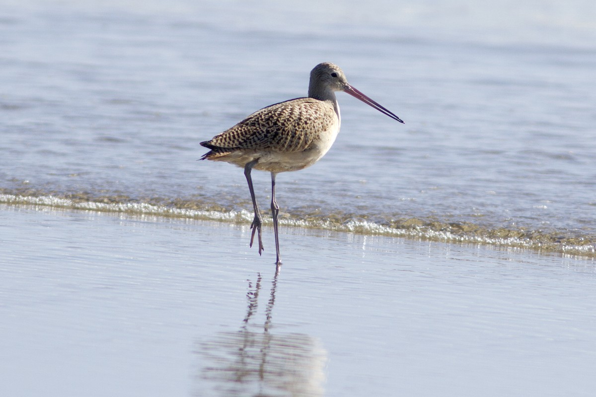 Marbled Godwit - ML67515801