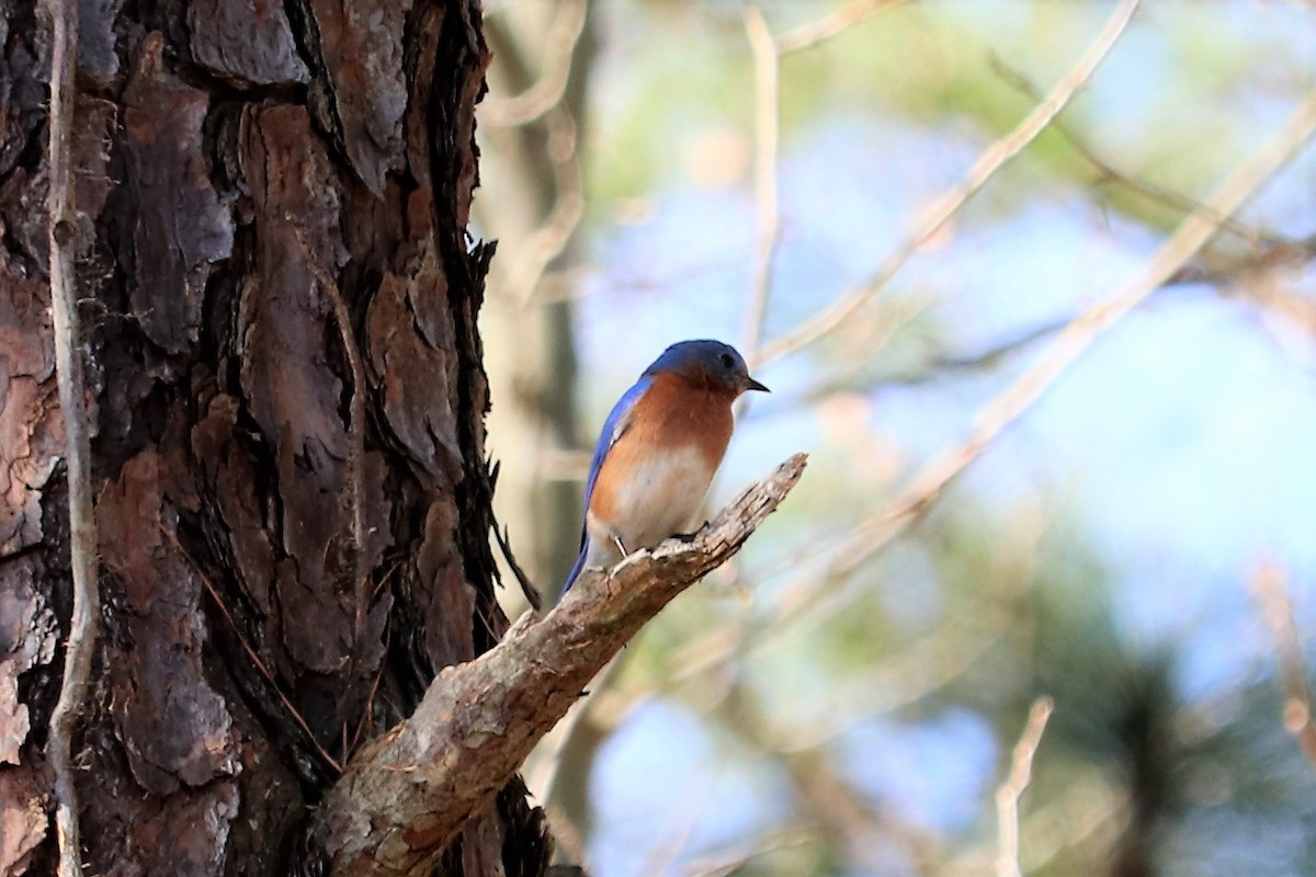 Eastern Bluebird - ML67516731