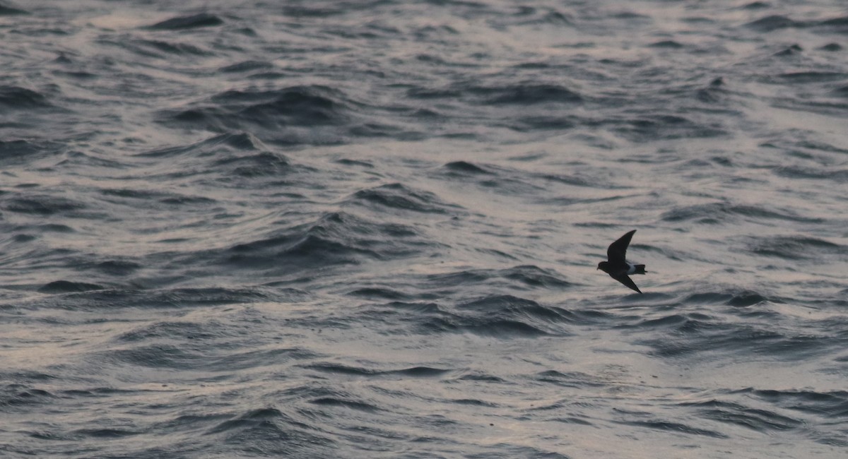 Wilson's Storm-Petrel - Brendan  Fogarty