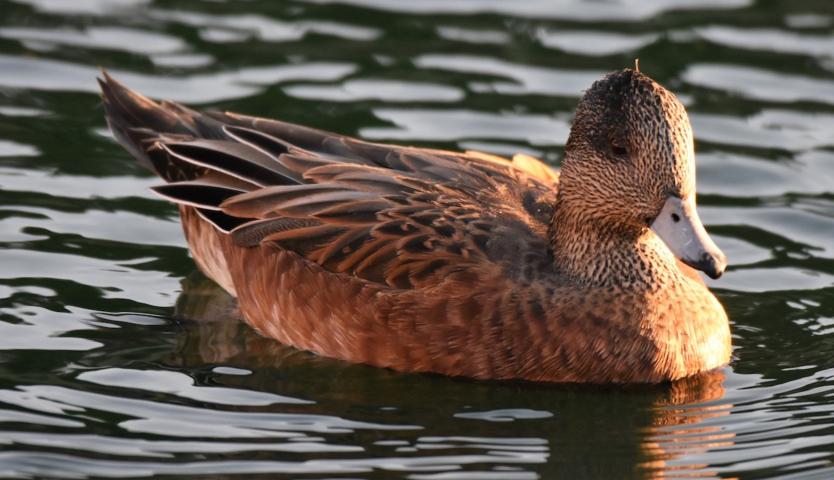 American Wigeon - ML67518001