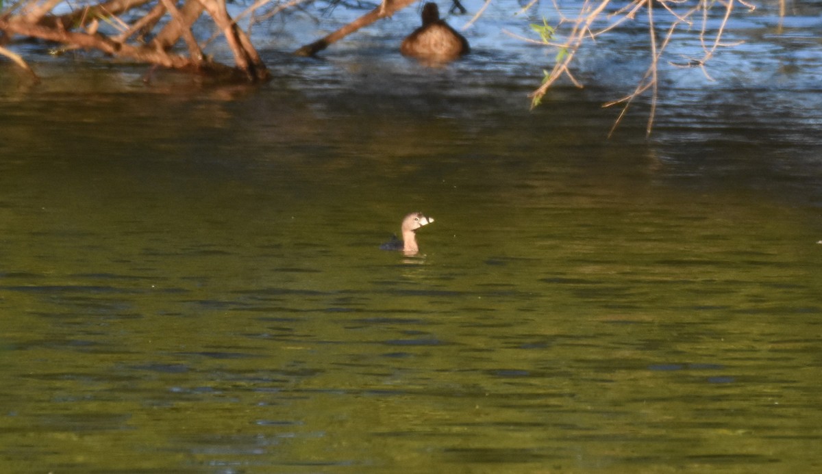 Pied-billed Grebe - ML67518011