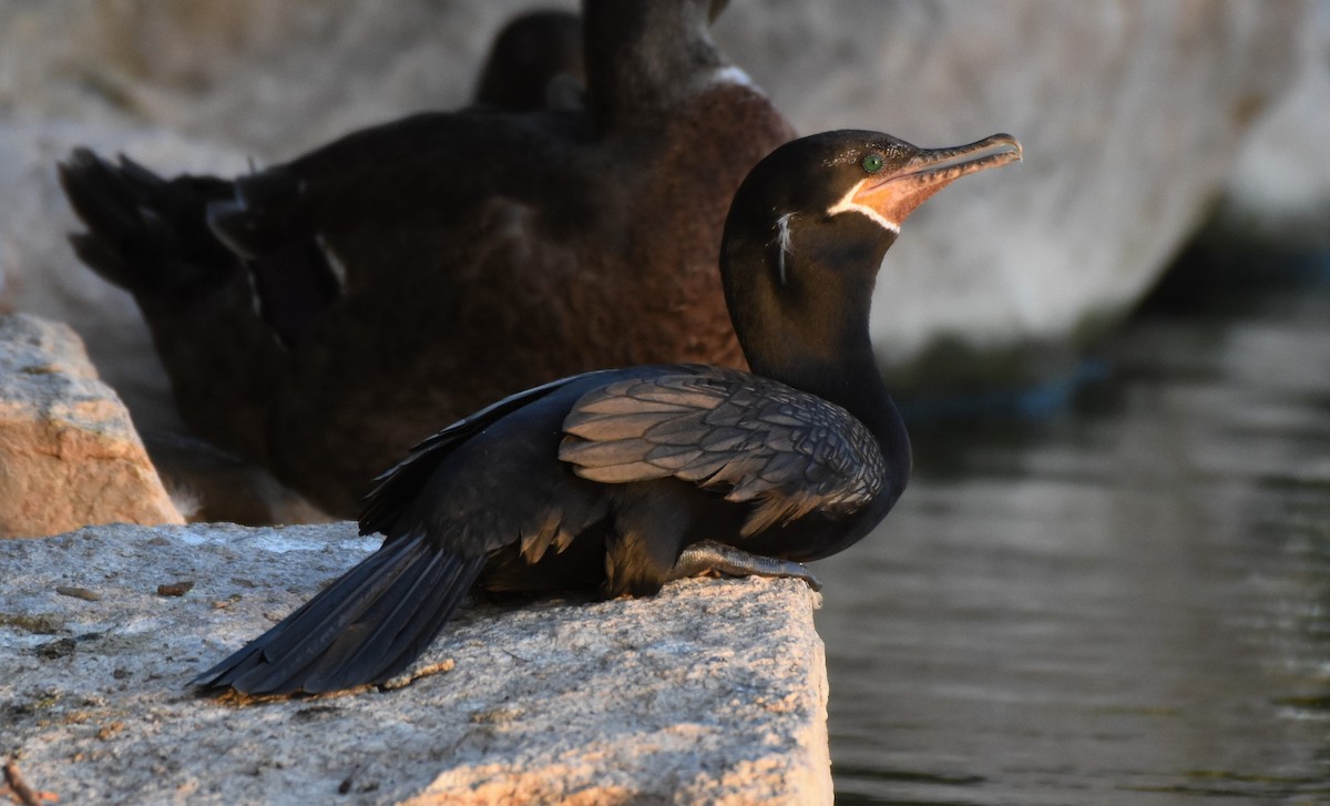 Neotropic Cormorant - ML67518071