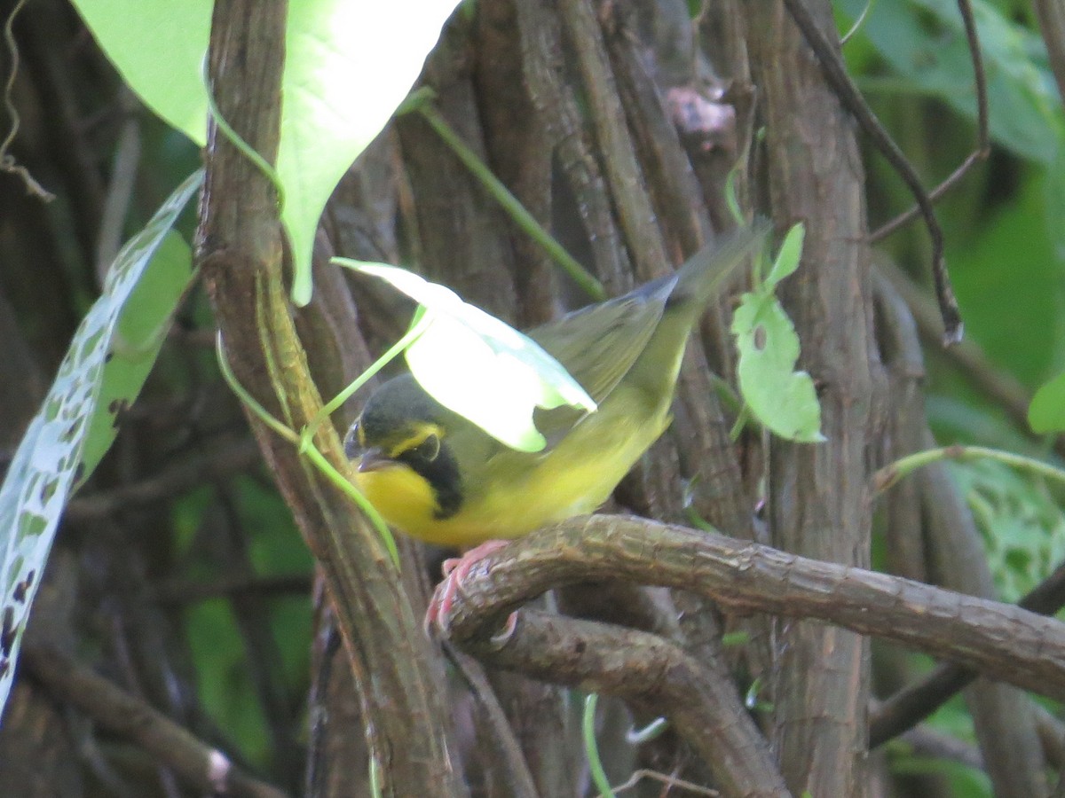 Kentucky Warbler - Jeff Fisher