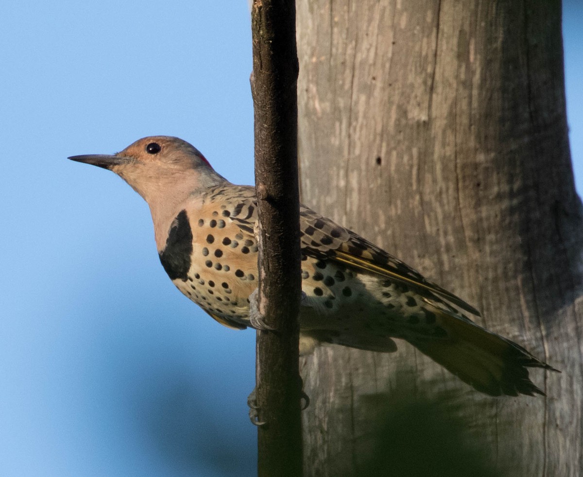 Northern Flicker - ML67521001