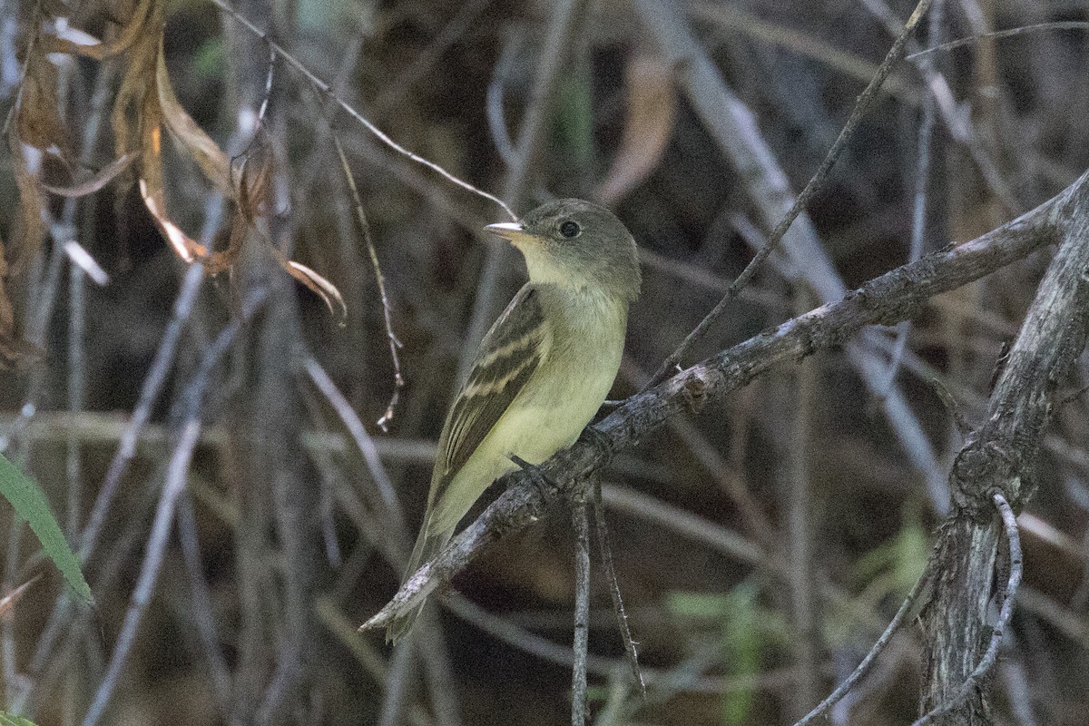 Willow Flycatcher - ML67522271