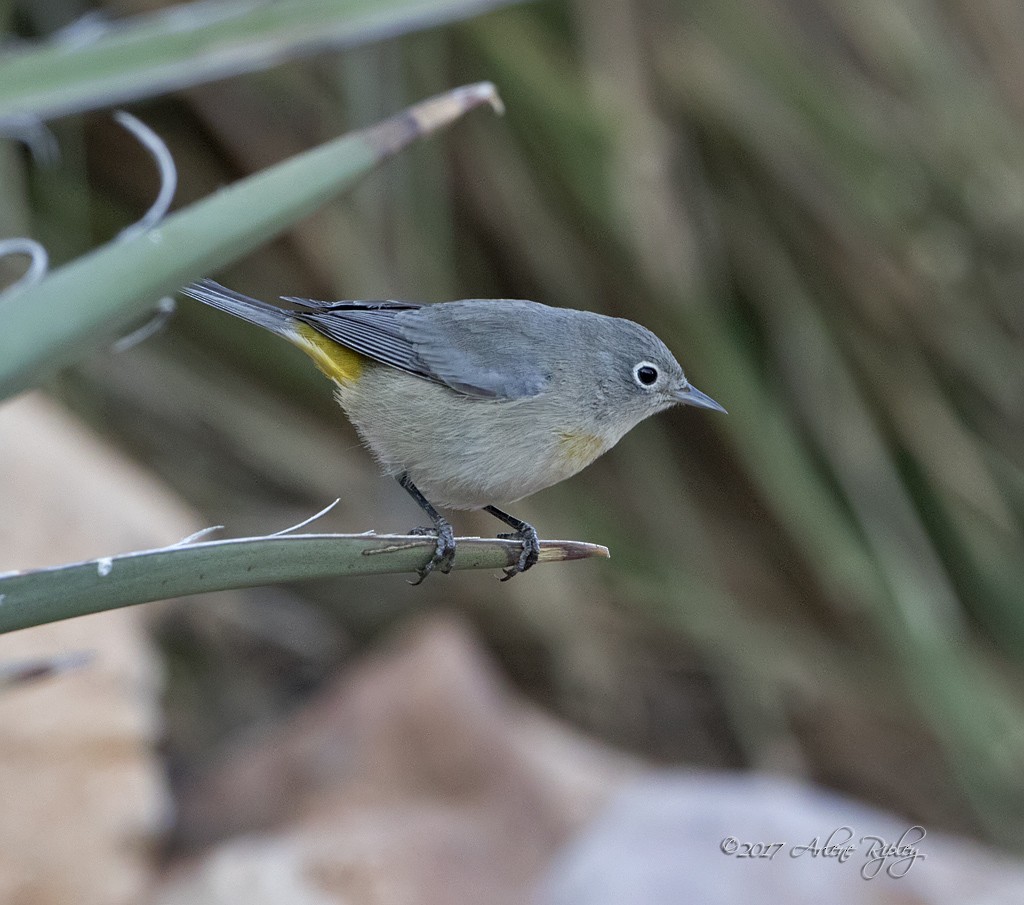 Virginia's Warbler - Arlene Ripley