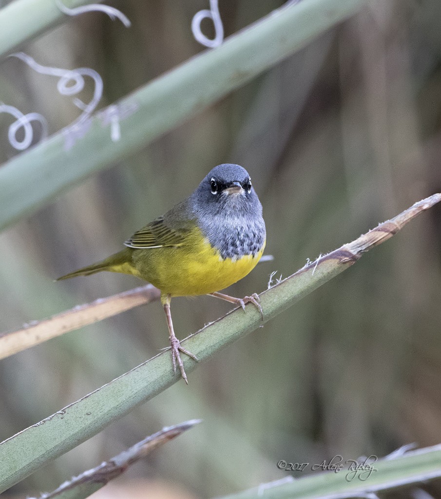 MacGillivray's Warbler - ML67524481