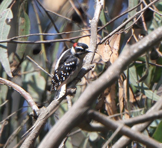 Downy Woodpecker (Pacific) - ML67524721