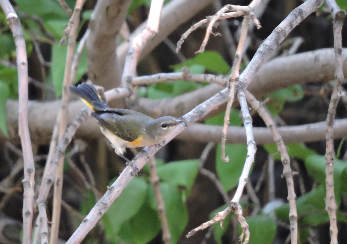 American Redstart - ML67526951