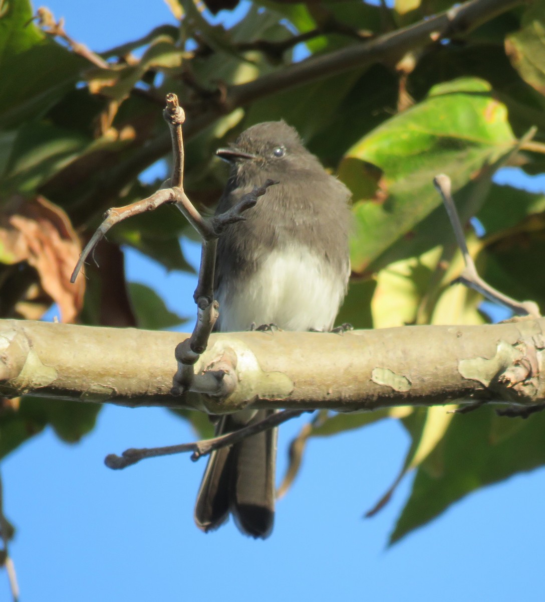 Black Phoebe - ML67528361