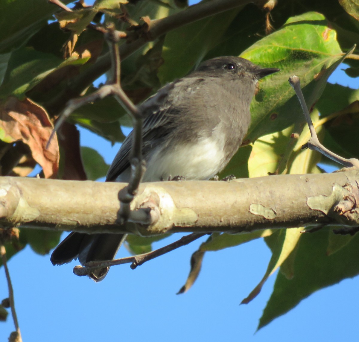 Black Phoebe - George Chrisman